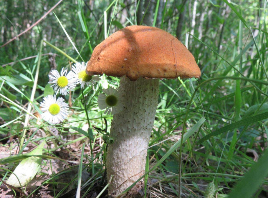 Подосиновик Боровой