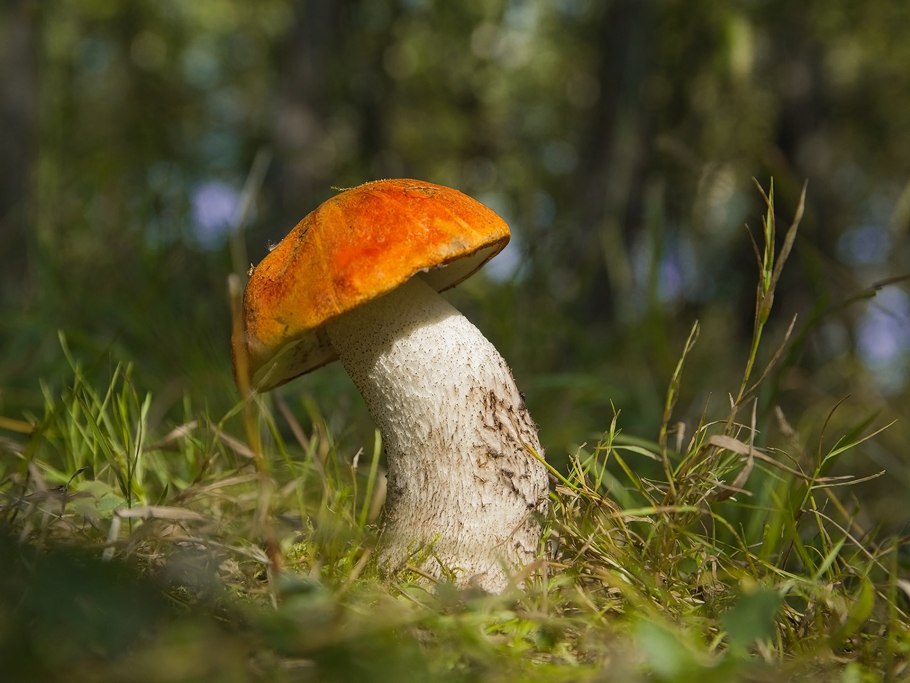 Подосиновик красный