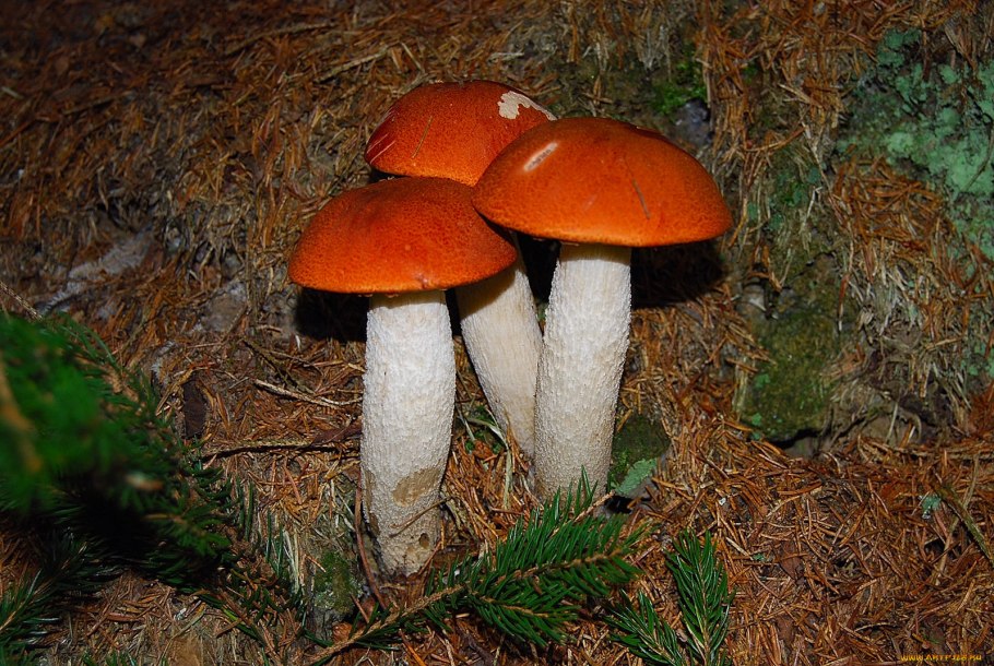 Подосиновик гриб фото