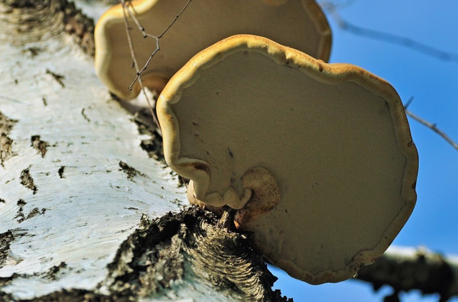 Грибы растущие на Березе