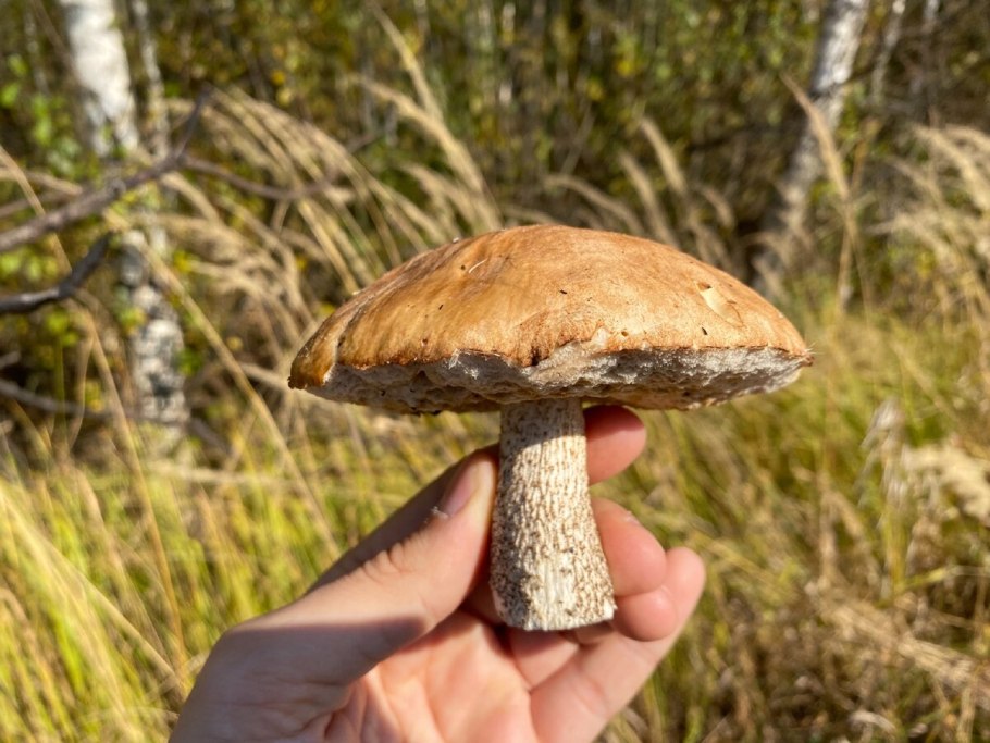 Tyromyces chioneus – тиромицес белоснежный