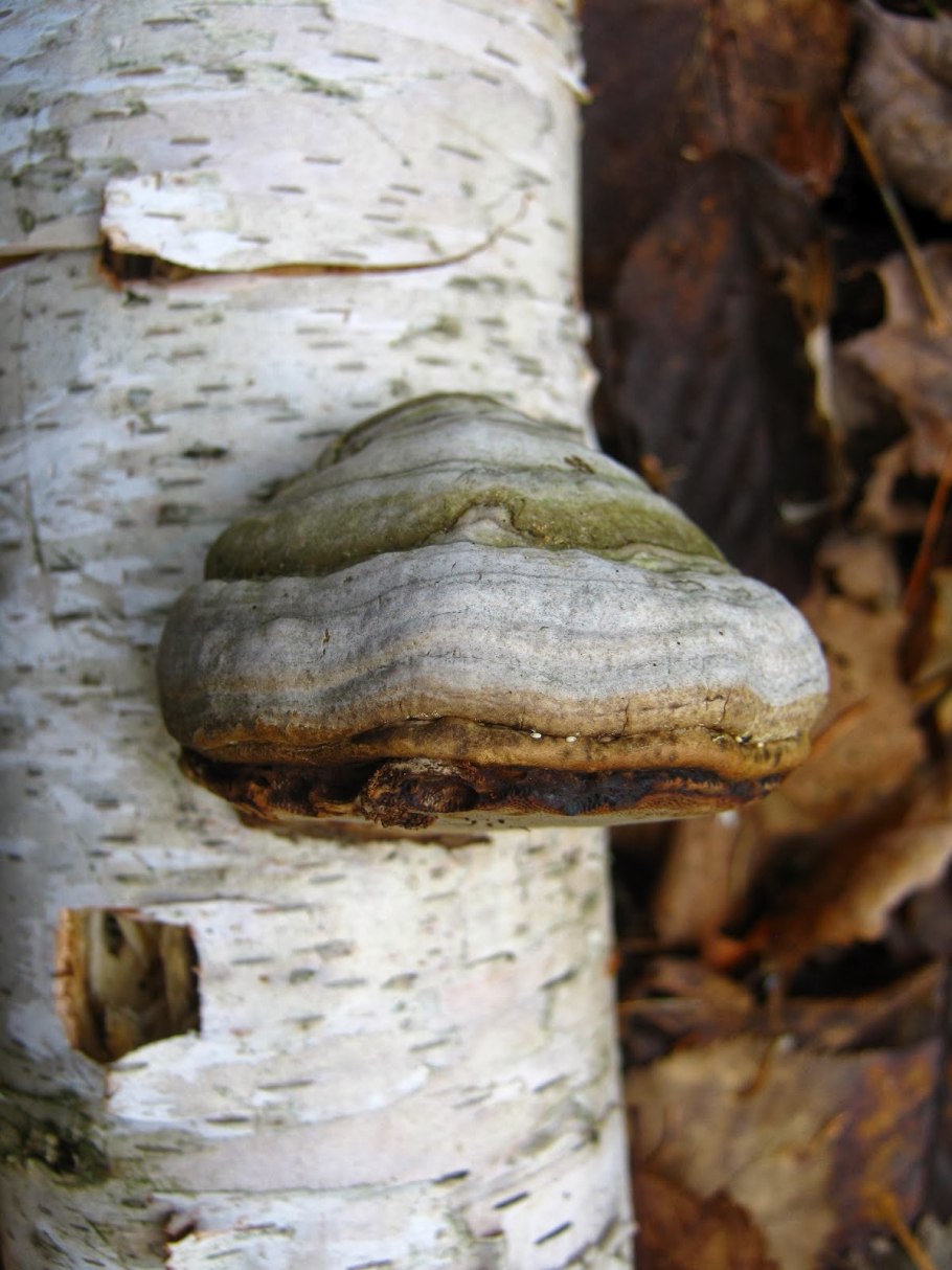 Трутовик обыкновенный fomes fomentarius гриб