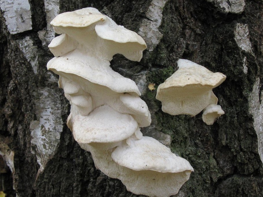 Трутовик белый