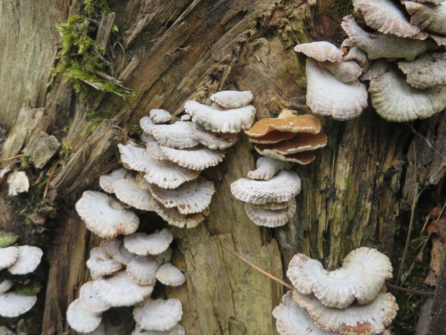 Боровик березовый