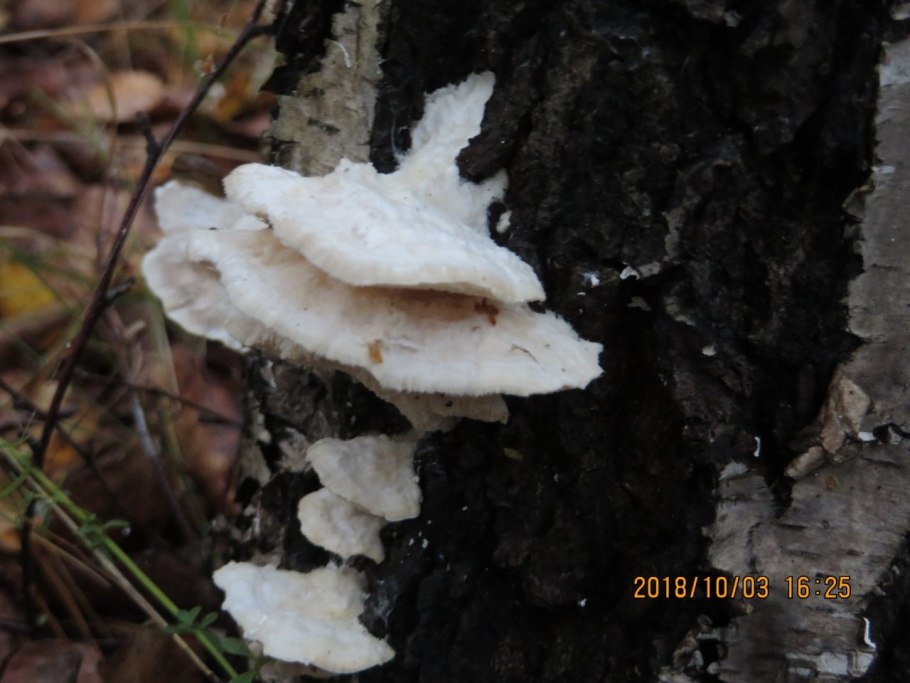Коралловидные грибы белые