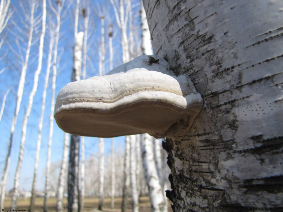 Трутовик березовый белый