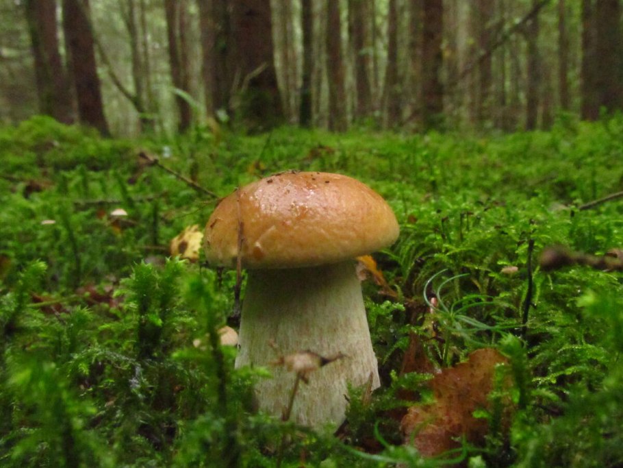 Грибы средней полосы россии