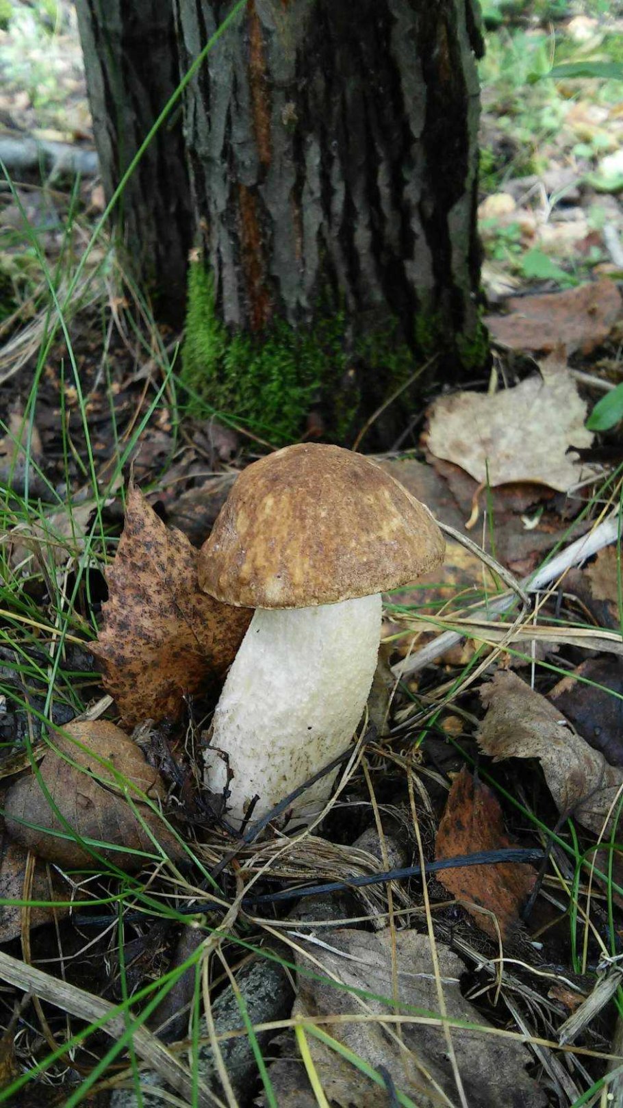 Белый гриб берёзовый