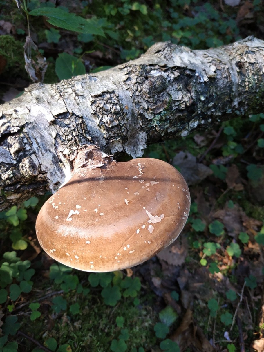 Трутовик берёзовый (Fomitopsis betulina)