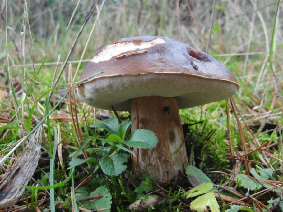 Чага (березовый гриб)