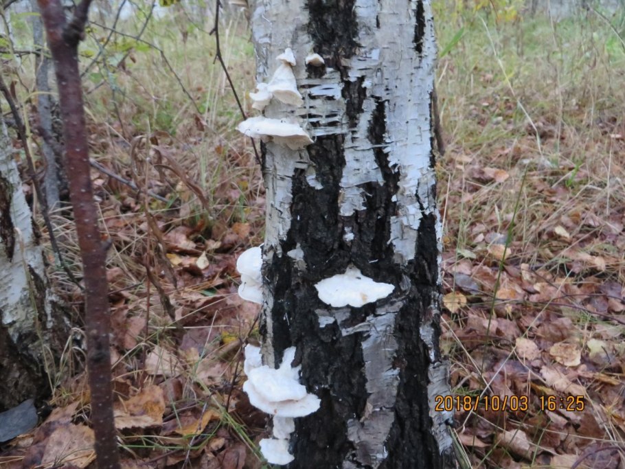 Tyromyces chioneus – тиромицес белоснежный