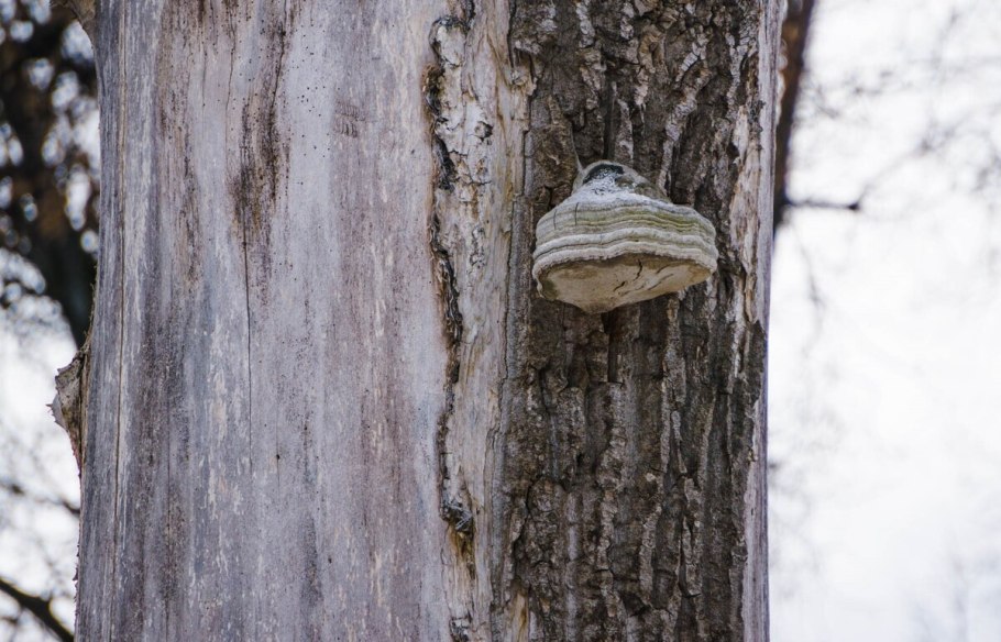 Ложный трутовик березовый