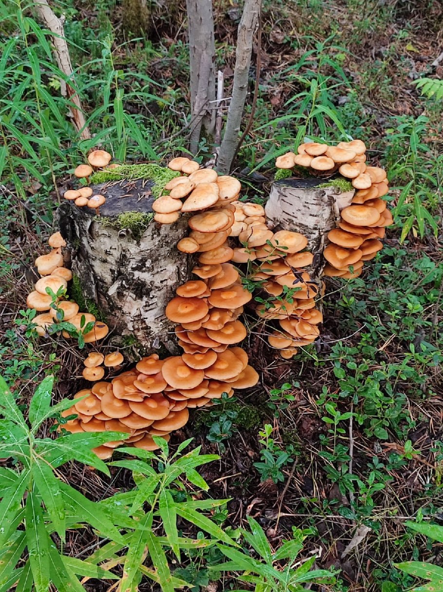 Piptoporus betulinus