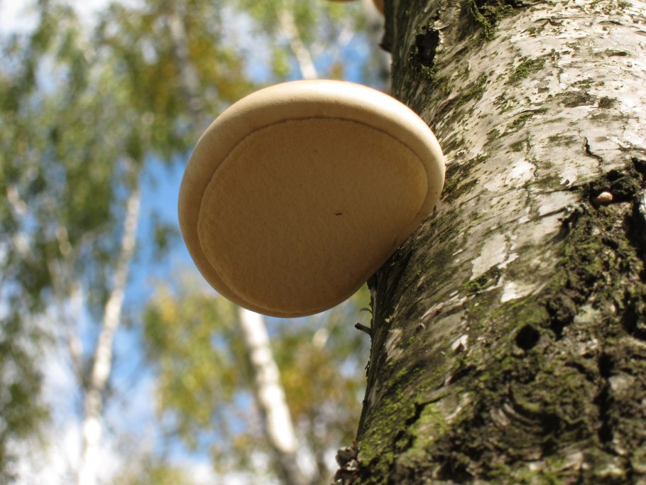 Вешенка легочная Pleurotus pulmonarius