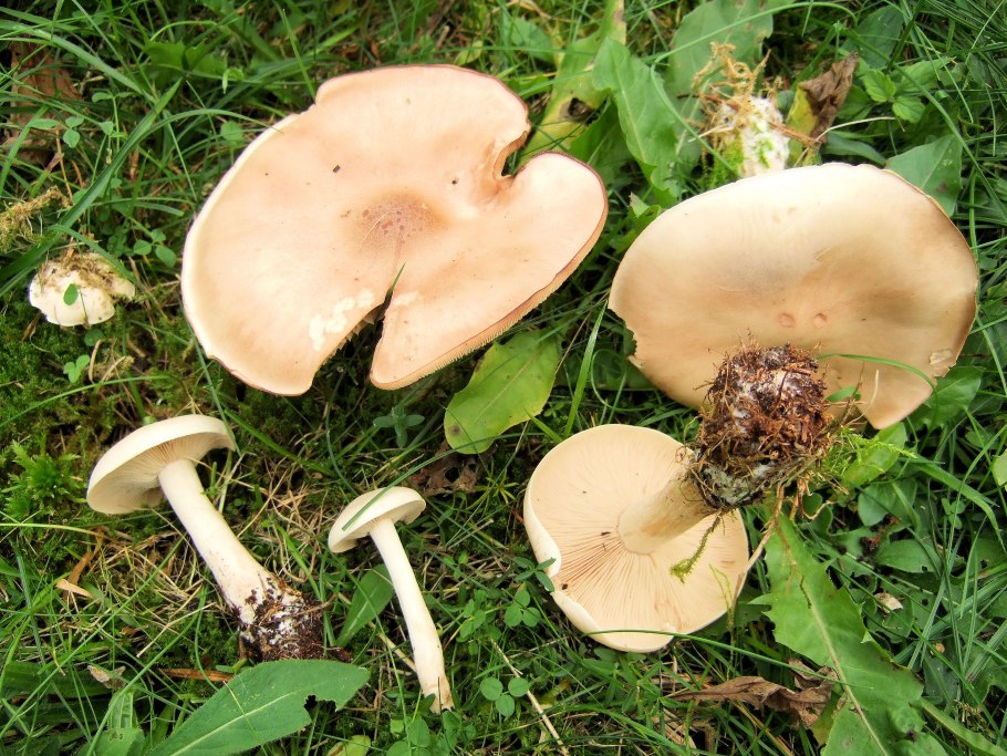 Tricholoma populinum