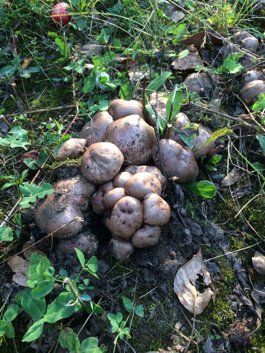 Рядовка Песчаная