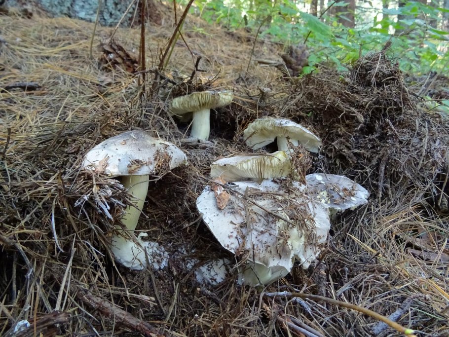 Рядовка волнисто-ножковая Tricholoma pessundatum