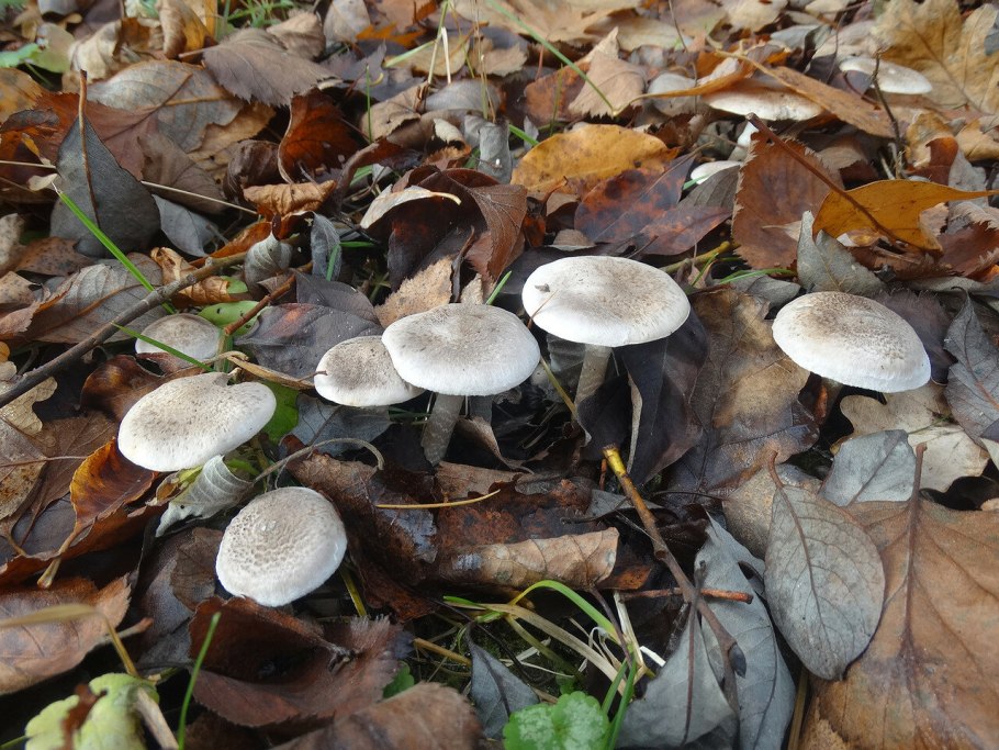 Рядовка Тополевая Tricholoma populinum