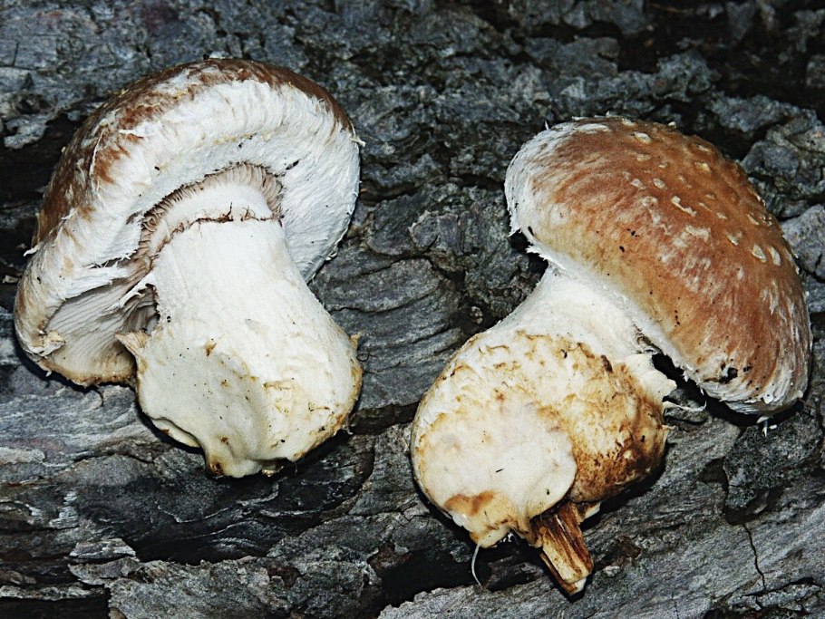 Рядовка Тополевая Tricholoma populinum
