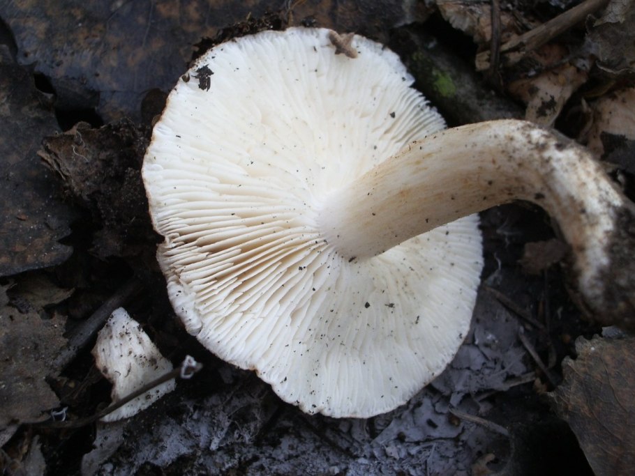 Tricholoma pessundatum