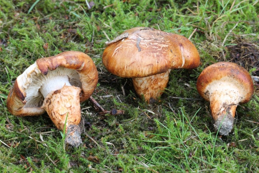 Рядовка погубленная Tricholoma pessundatum