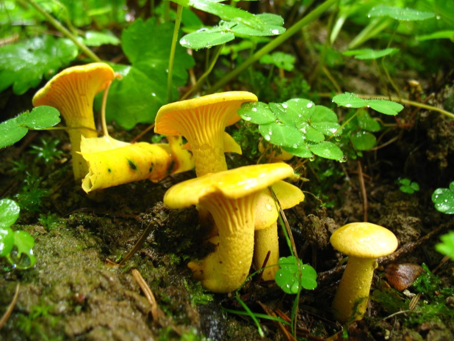 Лисичка Болотная