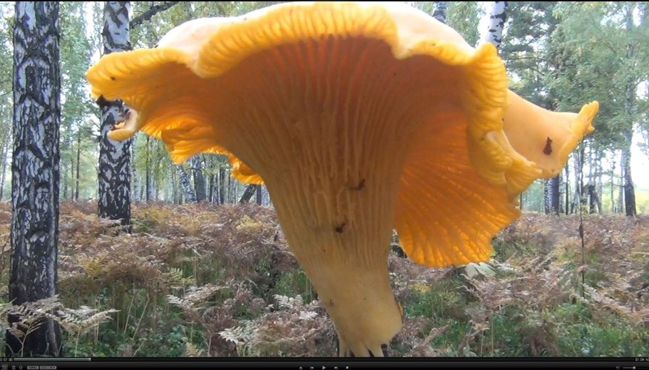 Cantharellus cinnabarinus