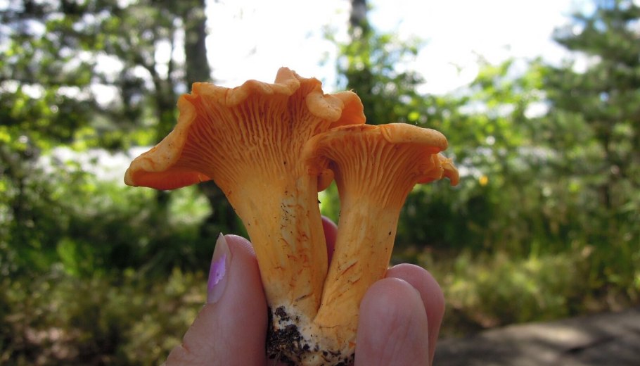 Лисичка Крымская гриб