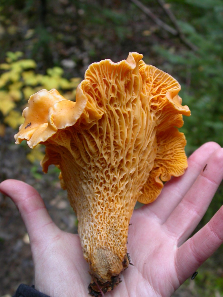 Лисичка, шампиньон, опята