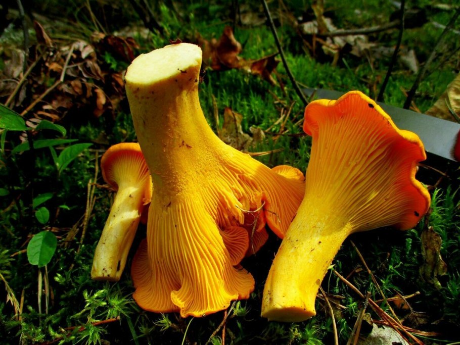 Съедобные грибы лисички