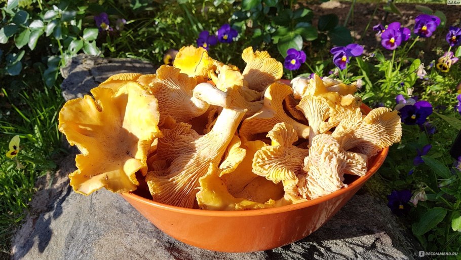 Оранжевые лисички грибы