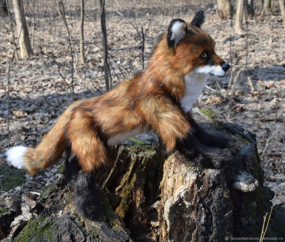 Лесные грибы лисички