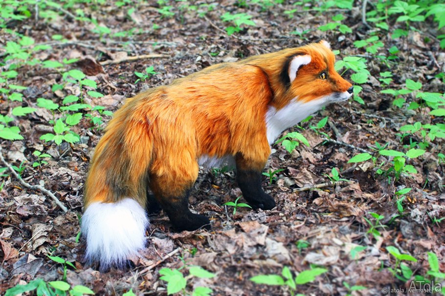 Финская Лисичка гриб