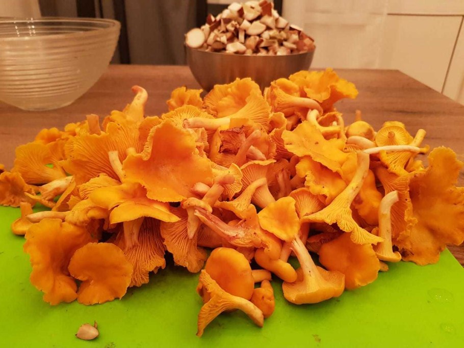 Гриб Лисичка в разрезе