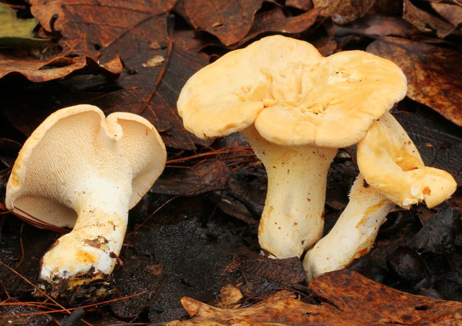 Грибы ежовик жёлтый