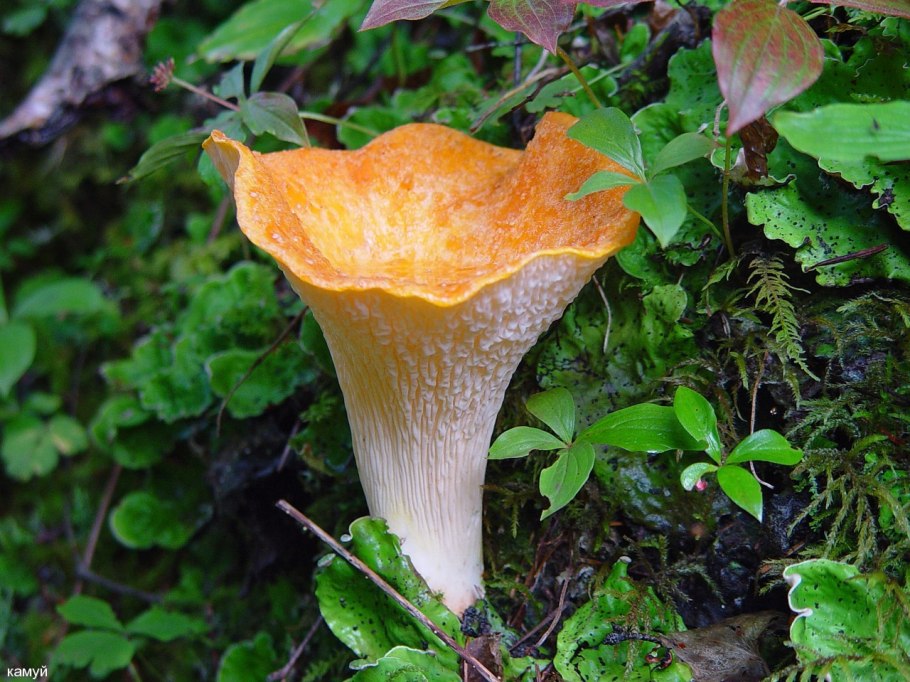 Глухая Лисичка