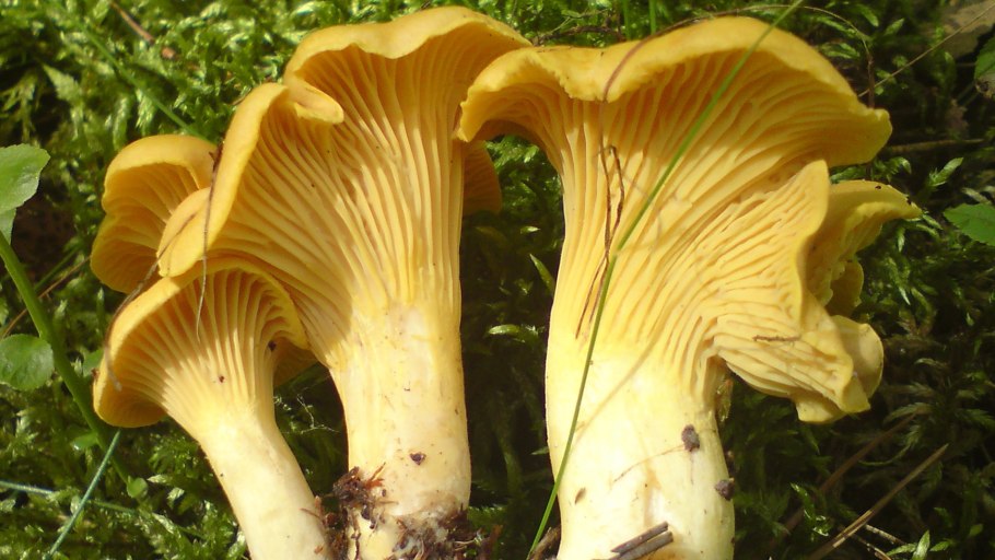 Сезон грибов лисичек