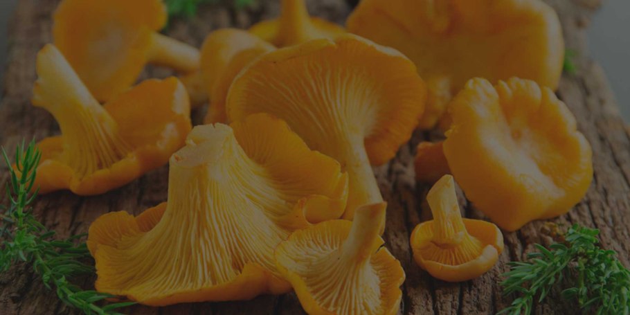 Грибы лисички в Крыму фото