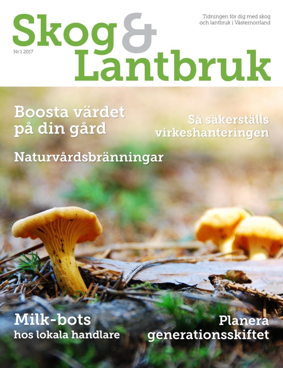 Съедобные грибы лисички