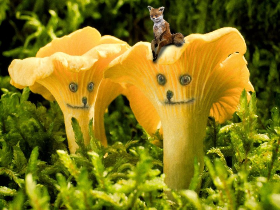 Лисичка обыкновенная гриб