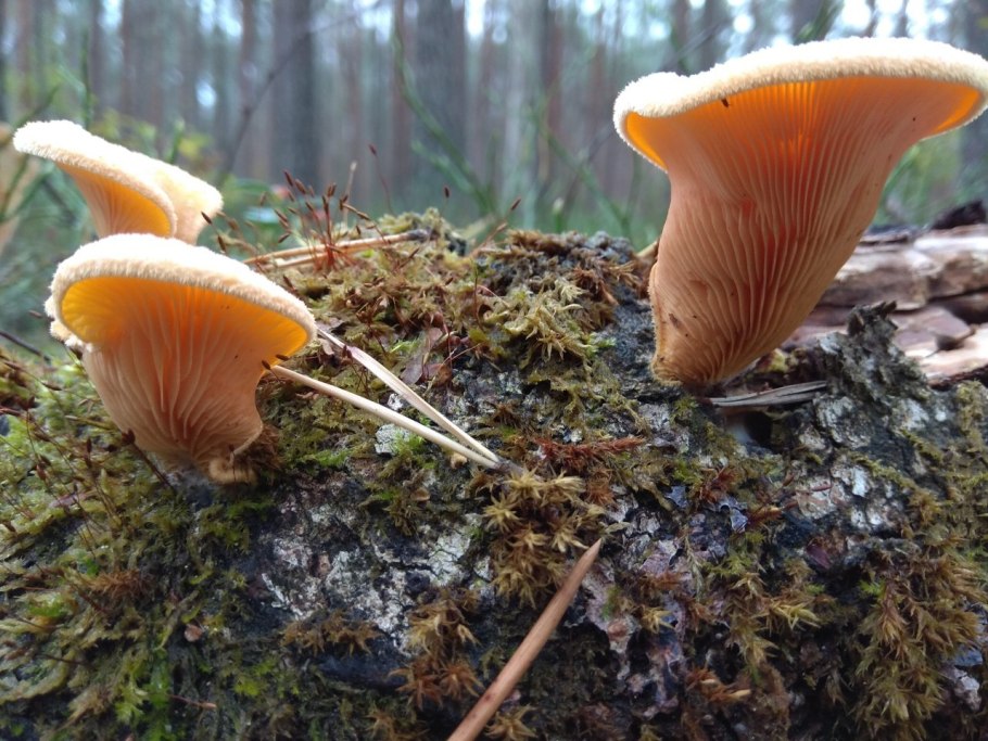 Лисичка обыкновенная гриб