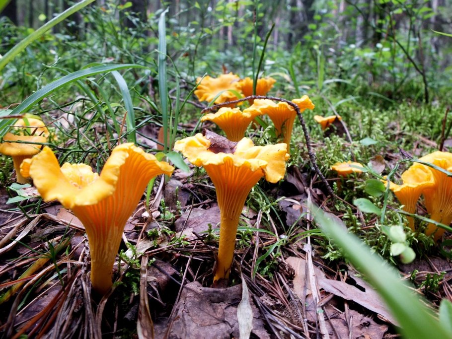 Пластичные грибы