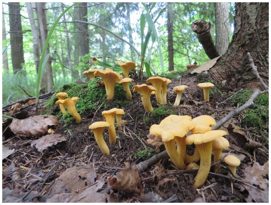 Гриб лисичка