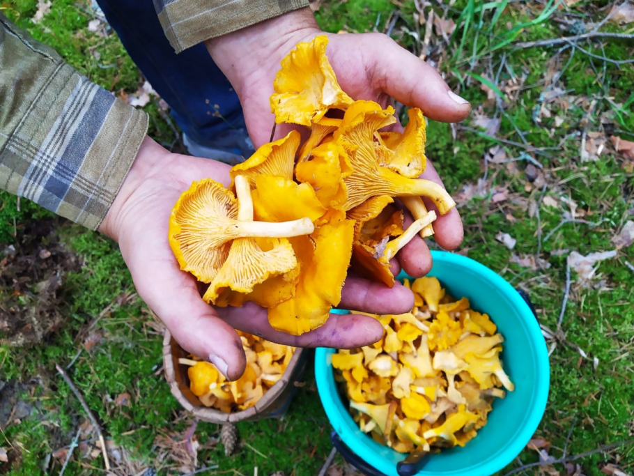 Лисички во мху