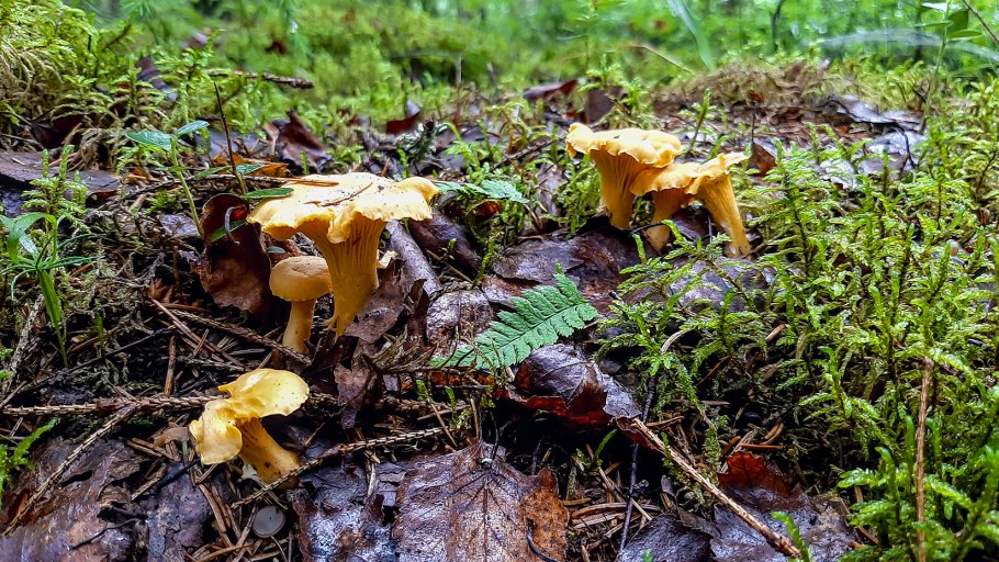 Гриб Лисичка фото для детей