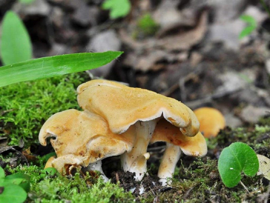 Ежовик жёлтый