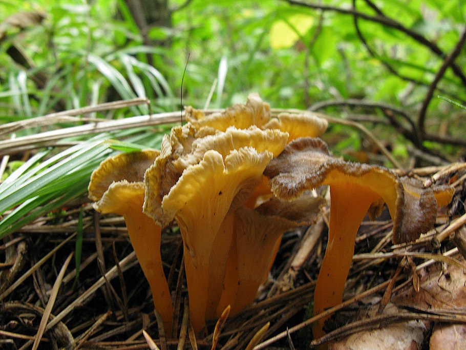 Лисичка желтеющая гриб