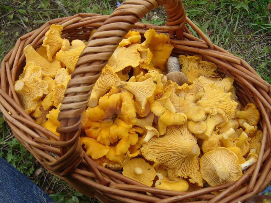 Ежовик жёлтый