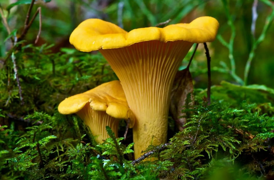 Грибы лисички