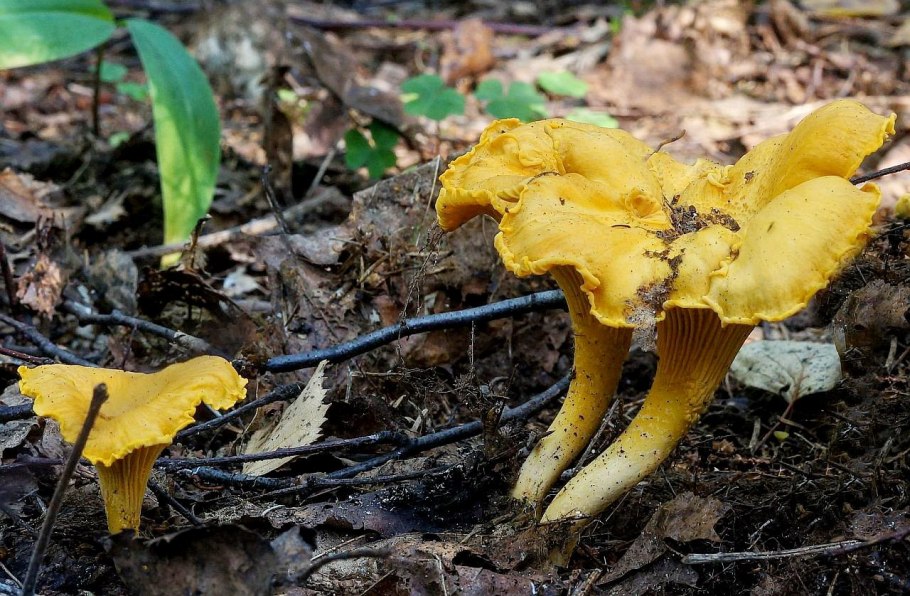 Грибы лисички на поверхности вид сверху